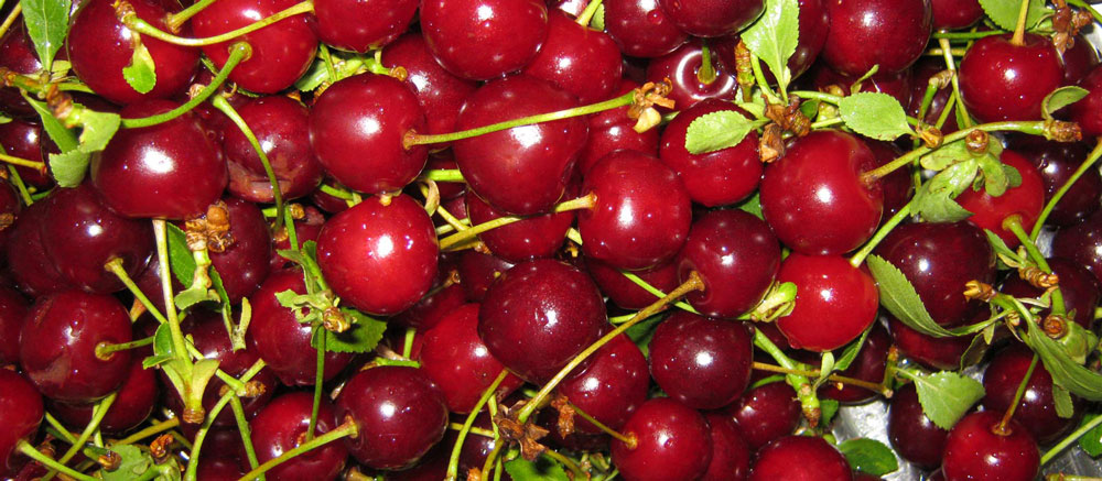 Tart Morello Cherries